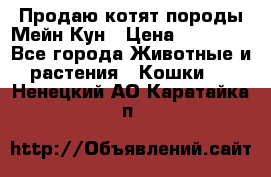 Продаю котят породы Мейн Кун › Цена ­ 12 000 - Все города Животные и растения » Кошки   . Ненецкий АО,Каратайка п.